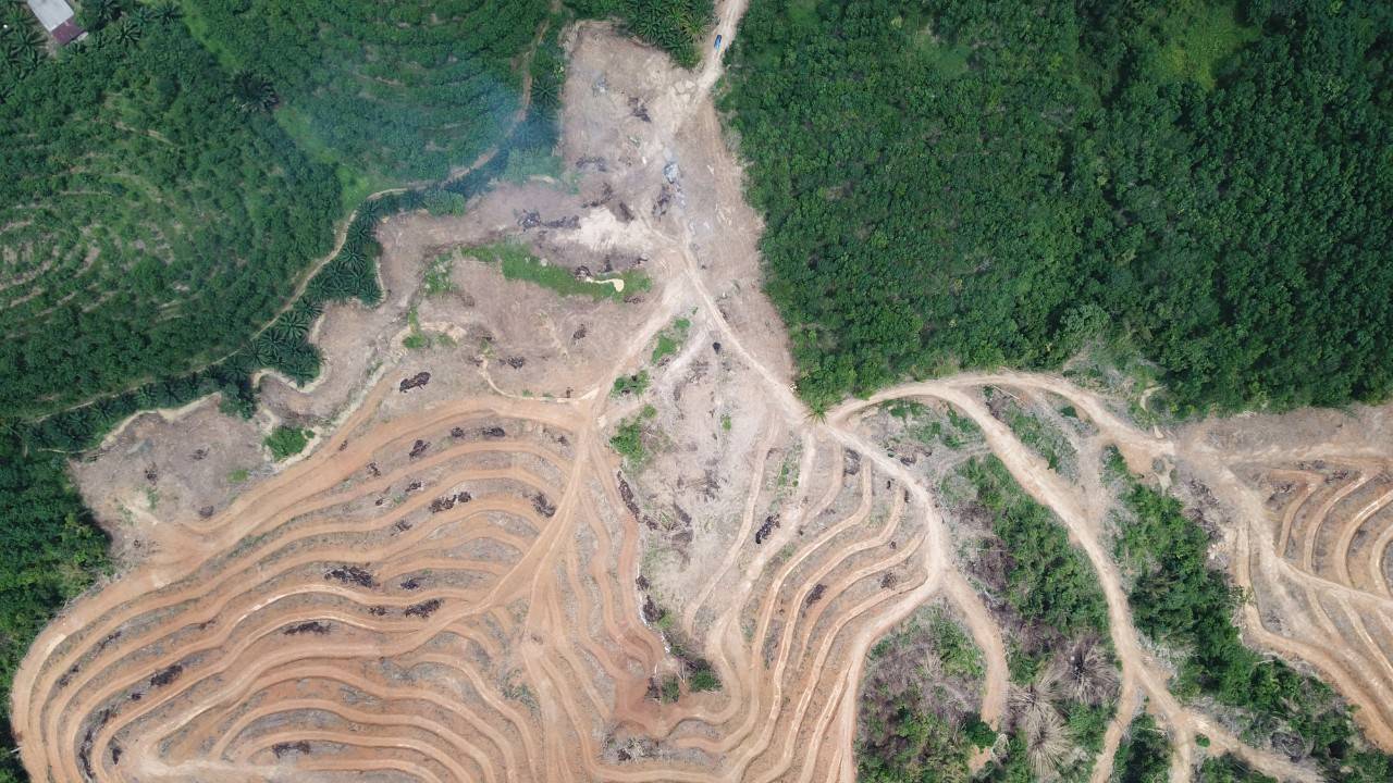 AI Revolutionizes Fight Against Deforestation