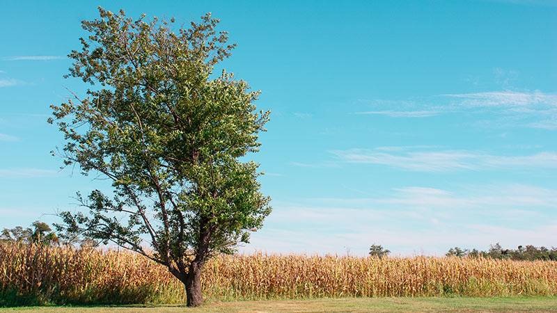 Farming Revolution Through Agroforestry for Sustainability