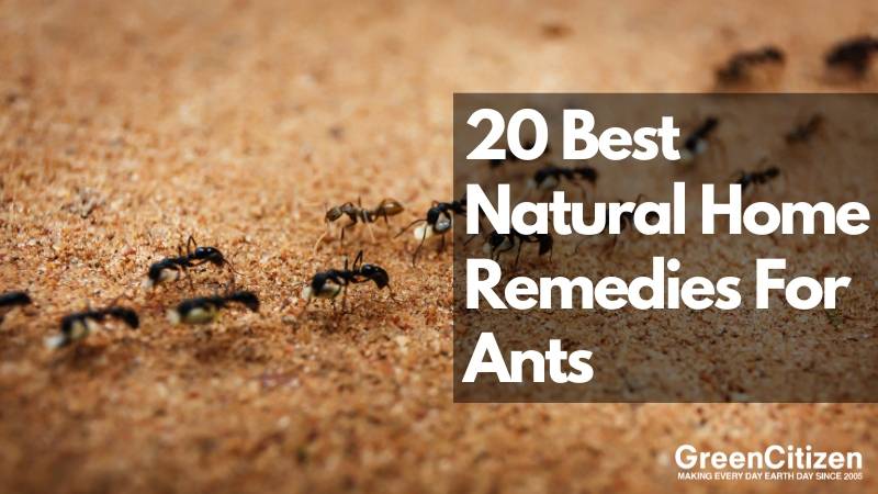 Home Remedies For Ants