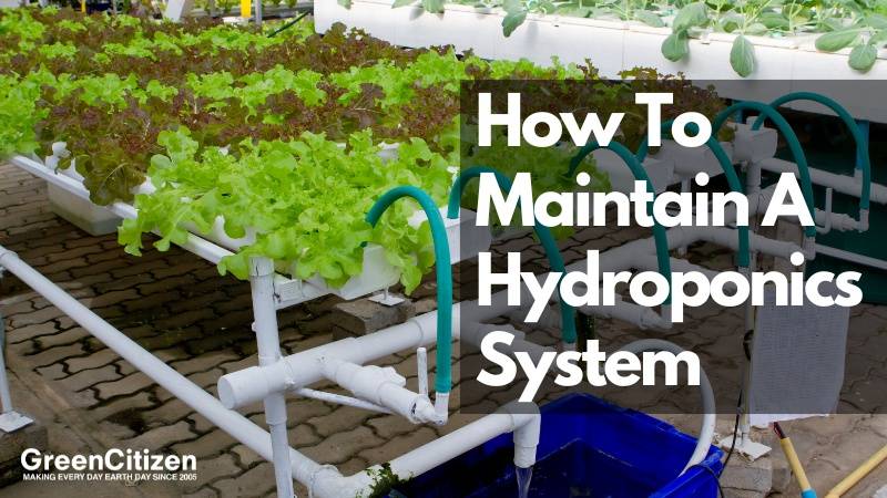 How to Maintain Hydroponic Systems?